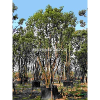 大量供應精品叢生香樟/多桿香樟/多頭香樟  容器苗