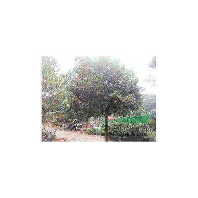 大量供應(yīng)重生花石榴、獨(dú)桿花石榴