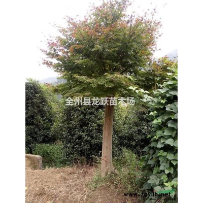 廣西桂林長期供應15一30公分大桂花