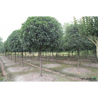 廣西桂林桂花，原生苗，冠幅飽滿