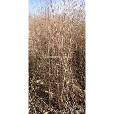 出售檸條、榆樹苗