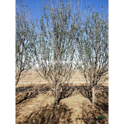 河北地區10-20公分八棱海棠樹