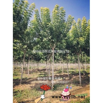 假植苗日本紅楓