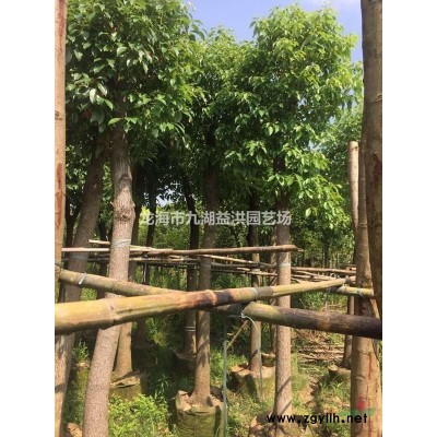 基地直銷供應四季常青室內盆栽植物綠寶