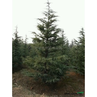 灑金柏球供應(yīng)/灑金柏球圖片