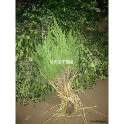 欒樹，快柏，高桿女貞