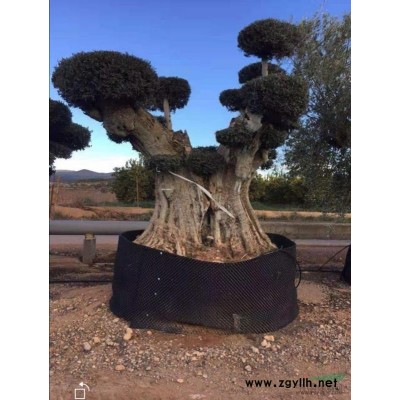 供應九百年橄欖古樹（風景樹）