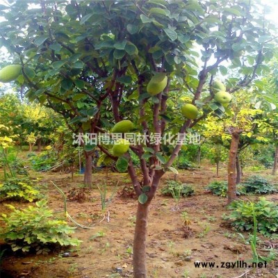 無刺骨批發/無刺骨基地/規格*