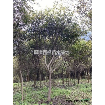 天竺桂哪里有、天竺桂怎樣種植