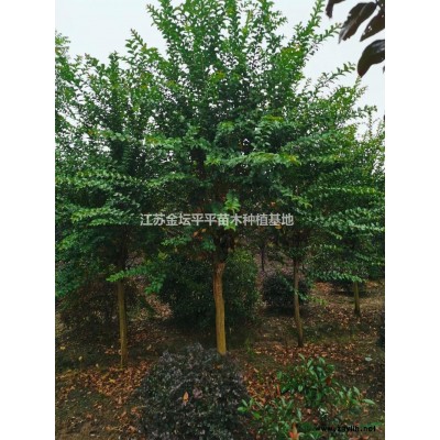 江蘇劍麻 江蘇絲蘭鳳尾絲蘭，劍麻哪里買，劍麻哪里便宜