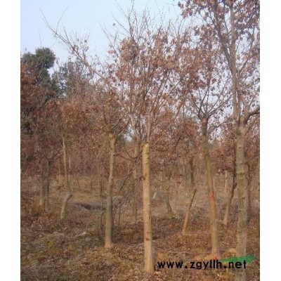 新昌2一15公分南方紅豆杉圖片\新昌2一15公分南方紅豆杉報價