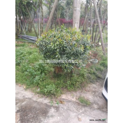 福建區域供應多桿秋楓 叢生秋楓 多頭秋楓