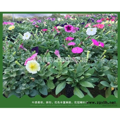 福建漳州柚子樹各種規格批發  柚子樹價格