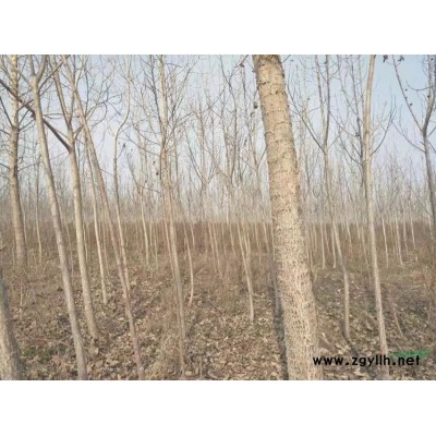 陜西咸陽(yáng)大量低價(jià)出售中華紅葉楊 綠楊