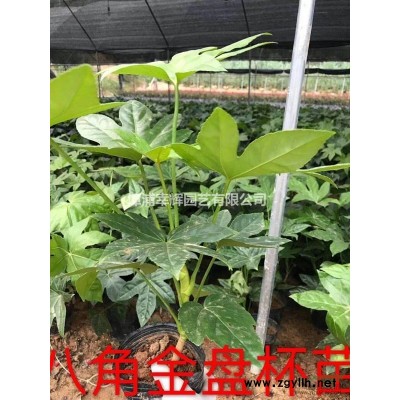 優質品種藍花楹湖北基地直銷價格多少