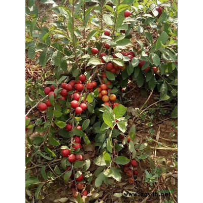 山西牡丹苗，白芍苗，芍藥苗