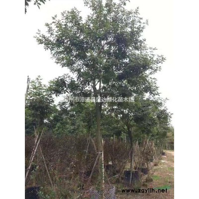 80-180冠幅黃金榕球