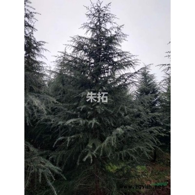 雪松