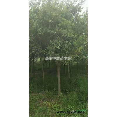 供應本地火焰木