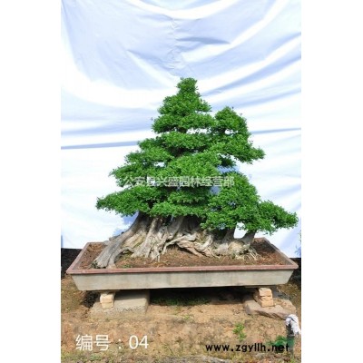 金彈子湖北基地供應，規(guī)格*，樹種編號22、23、24