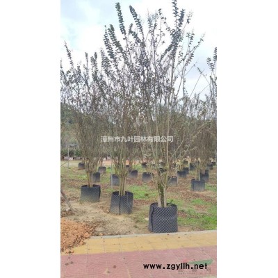 樹葡萄、嘉寶果