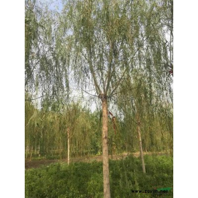 3.4.5.6的紫葉李.