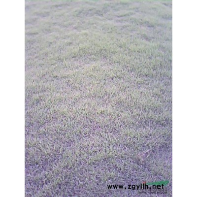 優(yōu)質(zhì)草皮，草坪供應(yīng)圖片\優(yōu)質(zhì)草皮，草坪供應(yīng)報價