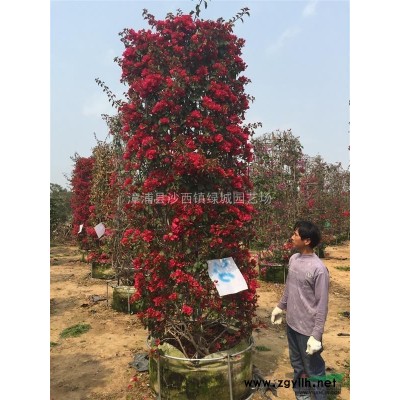 造型精品三角梅紅花