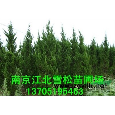 市場紅葉石楠新的價格市場報價