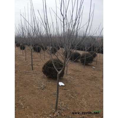 紫葉稠李  自己家精修 低價出售