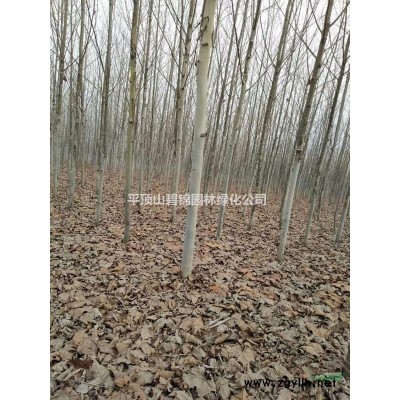 河南地區供應：3~12公分白蠟、法桐、欒樹、大葉女貞。