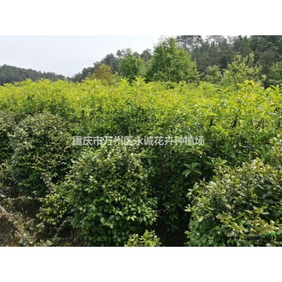 大量供應枸枳苗