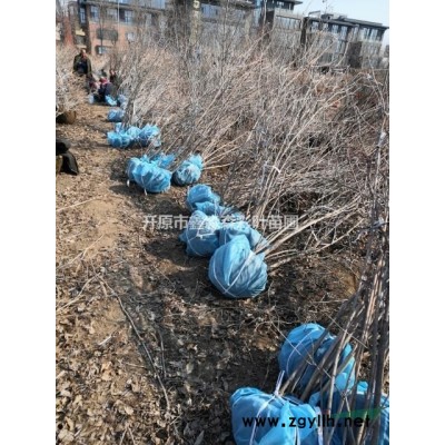 山西天目瓊花，天目瓊花墩子，天目瓊花價格