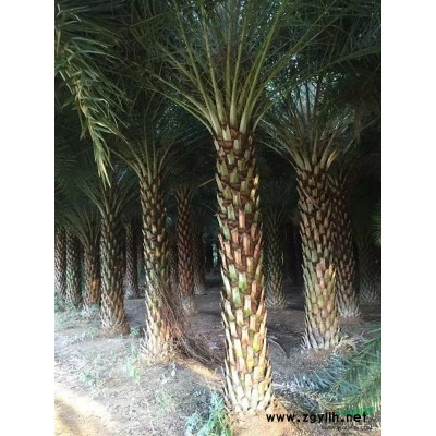 供應全冠15公分秋楓