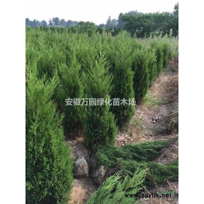 安徽1米8塔柏價格