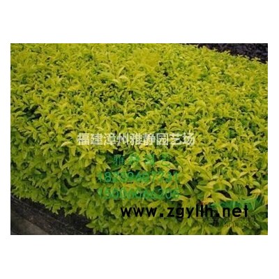 批發勒杜鵑三角梅