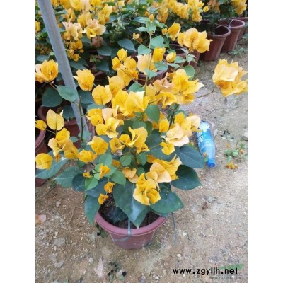 低價供應，球形三角梅勒杜鵑，柱形三角梅勒杜鵑。數量5000顆