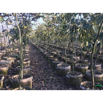 福建寧德供應櫻花規格*