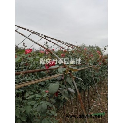 自家基地種植樹狀月季供應中
