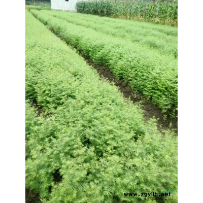 生態(tài)綠化苗木，造林優(yōu)美可觀，為祖國打選一遍藍(lán)色的天地。