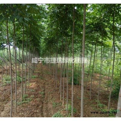 湖北紅葉石楠球 咸寧紅葉石楠球 精品紅葉石楠球