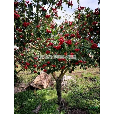 山里紅 15年成樹  急售 12-20公分