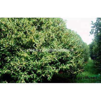 上海嘉定8萬棵桂花樹品種*任您選