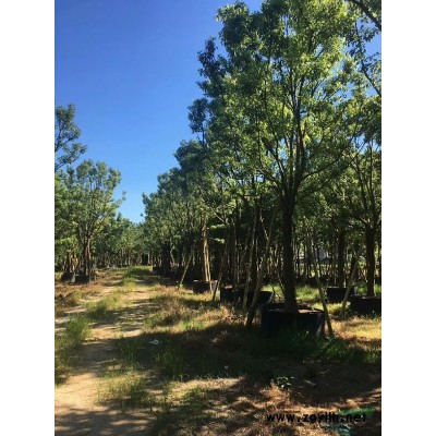 福建供應地苗移栽風鈴木品質優良規格*