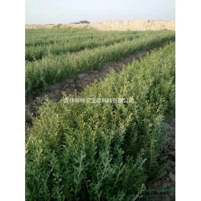 白刺樹苗育苗基地，白刺樹苗種植合作社