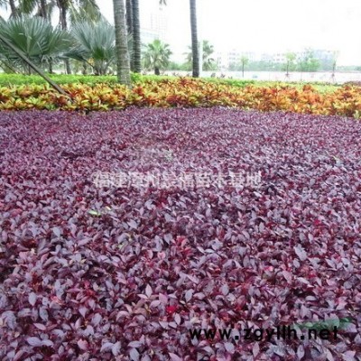 350公分天竺桂批發(fā)價(jià)格