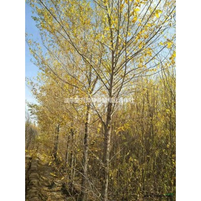 2018年青海榆樹*新報價