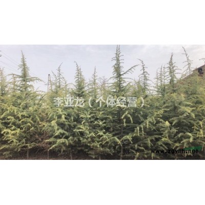 雪松