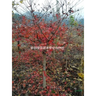 5-9公分紫薇，紫薇花色，&奉新紫薇價格