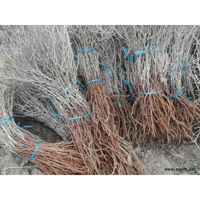 大量出售白刺苗木，白刺經(jīng)濟(jì)效益分析